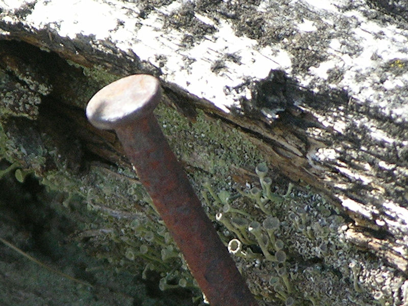 Nail and Lichen 